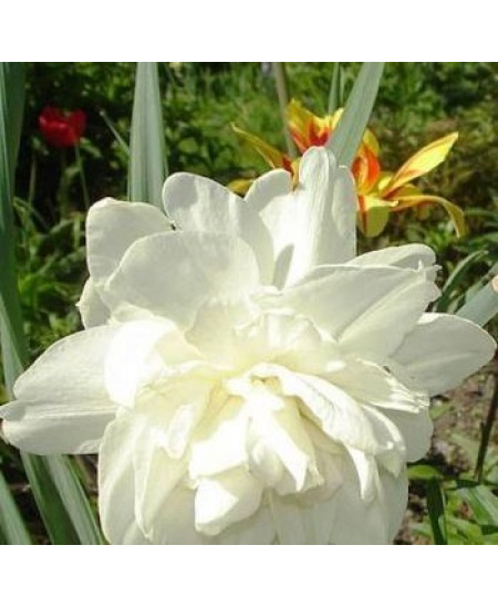 Нарцисс махровый "Обдам" (Obdam) 3шт в упаковке (размер 14\16) Нарцисс махровый "Обдам" (Obdam) 3шт в упаковке (размер 14\16)