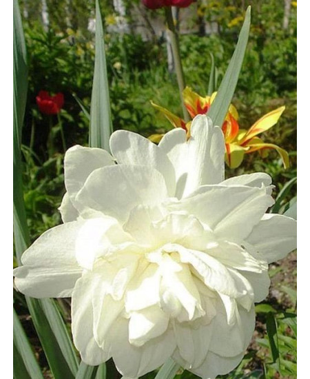 Нарцисс махровый "Обдам" (Obdam) 3шт в упаковке (размер 14\16) Нарцисс махровый "Обдам" (Obdam) 3шт в упаковке (размер 14\16)