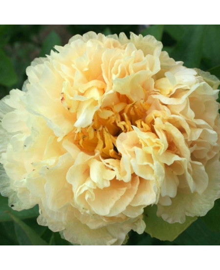 Пион Санни Гёрл Пион Санни Гёрл