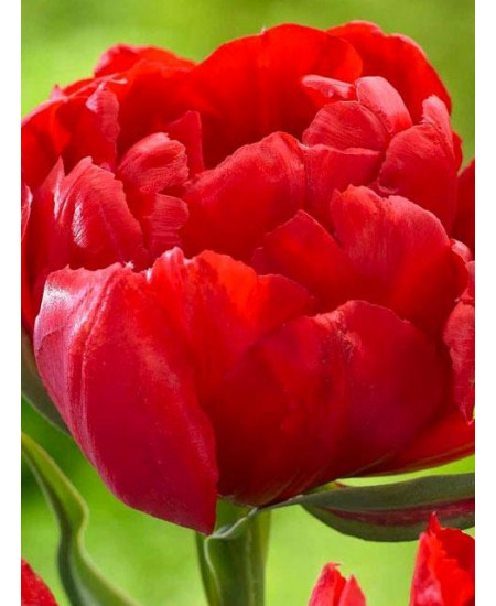 Тюльпан "Largo" 3шт в упаковке (размер 11\12) Тюльпан "Largo" 3шт в упаковке (размер 11\12)