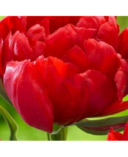 Тюльпан "Largo" 3шт в упаковке (размер 11\12) Тюльпан "Largo" 3шт в упаковке (размер 11\12)