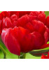 Тюльпан "Largo" 3шт в упаковке (размер 11\12) Тюльпан "Largo" 3шт в упаковке (размер 11\12)