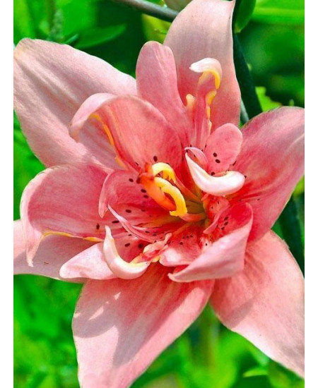 Лилия азиатская махровая "Элоди" (Elodie) 3шт в упаковке (размер 16\18) Лилия азиатская махровая "Элоди" (Elodie) 3шт в упаковке (размер 16\18)