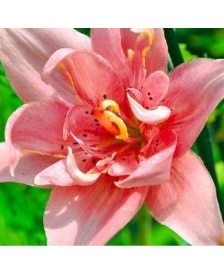 Лилия азиатская махровая "Элоди" (Elodie) 3шт в упаковке (размер 16\18) Лилия азиатская махровая "Элоди" (Elodie) 3шт в упаковке (размер 16\18)