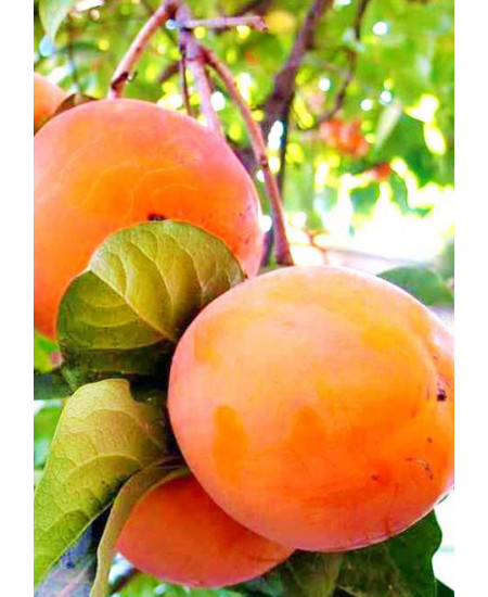 Хурма Тамопан большой Хурма Тамопан большой