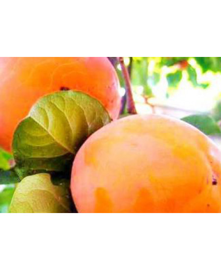 Хурма Тамопан большой Хурма Тамопан большой