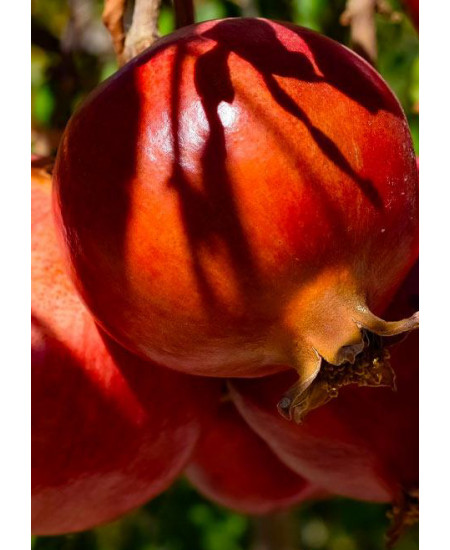 Гранат Гюлоша розовый Гранат Гюлоша розовый