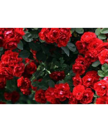 Роза плетистая Фламентанц Роза плетистая Фламентанц