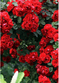 Роза плетистая Фламентанц