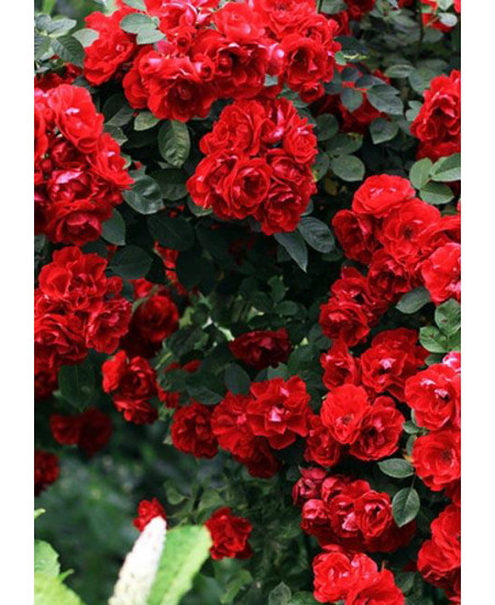 Роза плетистая Фламентанц Роза плетистая Фламентанц