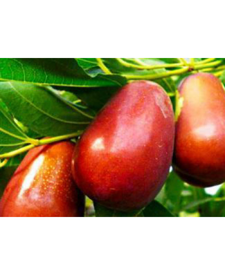 Зизифус Та-ян-цзао Зизифус Та-ян-цзао