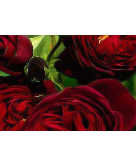 Роза парковая Гранд хотел Роза парковая Гранд хотел