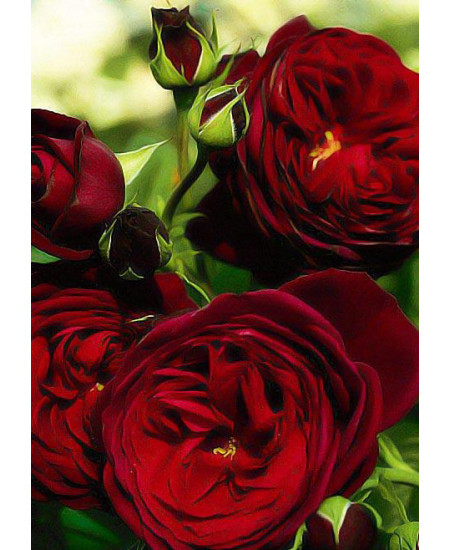 Роза парковая Гранд хотел Роза парковая Гранд хотел