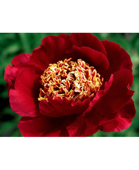 Пион Сорд Данс Пион Сорд Данс