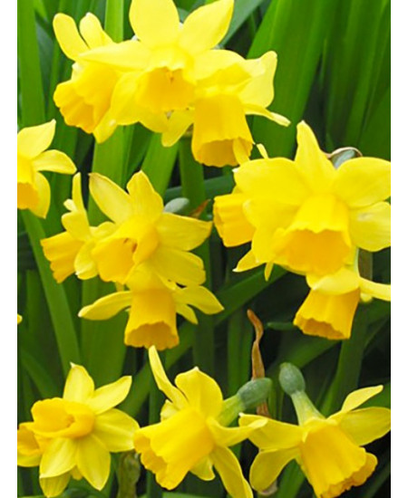 Нарцисс ботанический "Тет-А-Тет" (Tete a Tete) 3шт в упаковке (размер 10\11) Нарцисс ботанический "Тет-А-Тет" (Tete a Tete) 3шт в упаковке (размер 10\11)