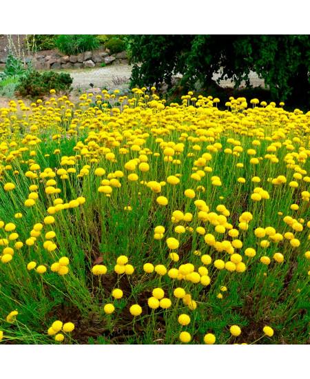 Сантолина Зеленая Сантолина Зеленая