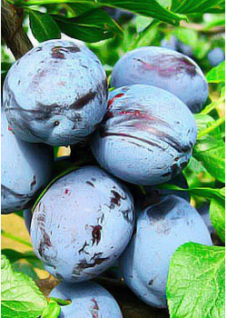 Слива Чачакская ранняя