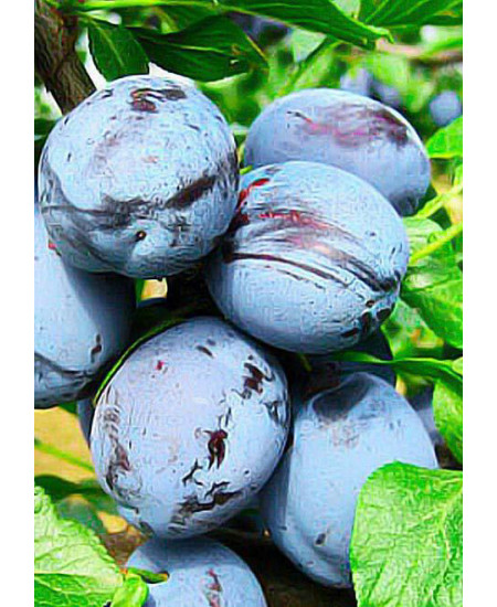 Слива Чачакская ранняя Слива Чачакская ранняя