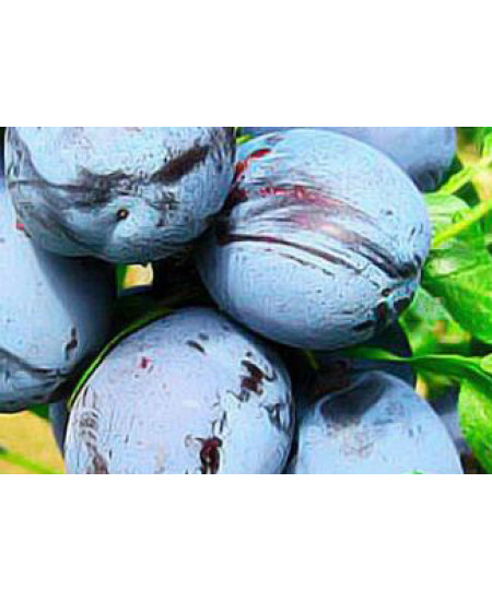 Слива Чачакская ранняя Слива Чачакская ранняя