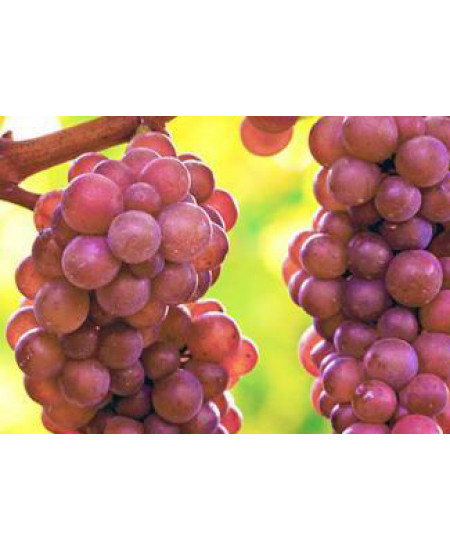 Виноград Лидия Виноград Лидия