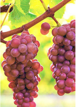 Виноград Лидия