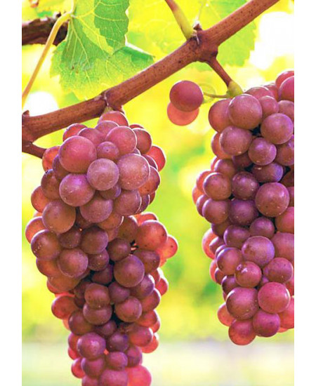 Виноград Лидия Виноград Лидия