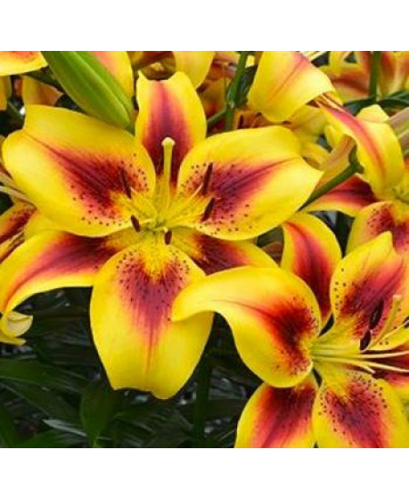 Лилия оа-гибрид "Отель Калифорния" (Hotel California) 3шт в упаковке (размер 12\14) Лилия оа-гибрид "Отель Калифорния" (Hotel California) 3шт в упаковке (размер 12\14)