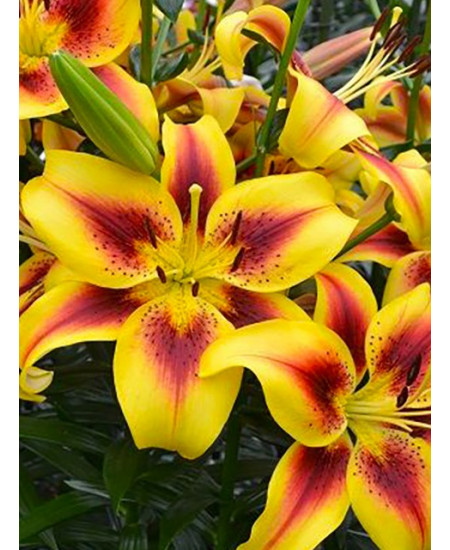 Лилия оа-гибрид "Отель Калифорния" (Hotel California) 3шт в упаковке (размер 12\14) Лилия оа-гибрид "Отель Калифорния" (Hotel California) 3шт в упаковке (размер 12\14)