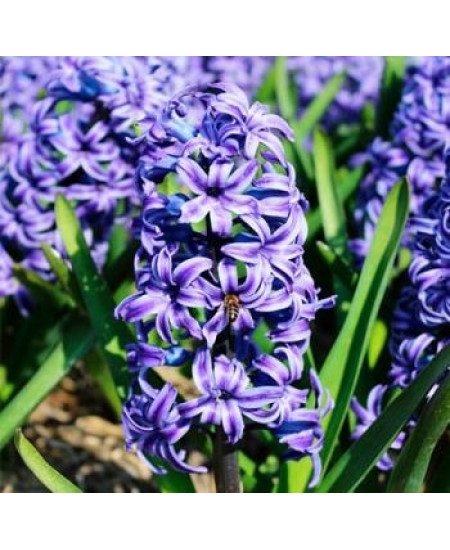 Гиацинт махровый "Манхеттен" (Manhattan) 3шт в упаковке (размер 15/16) Гиацинт махровый "Манхеттен" (Manhattan) 3шт в упаковке (размер 15/16)