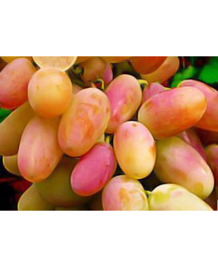 Виноград Виктор Виноград Виктор