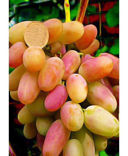 Виноград Виктор Виноград Виктор