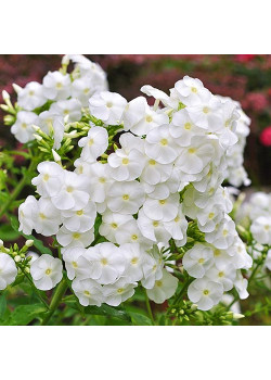 Флокс метельчатый Вайт