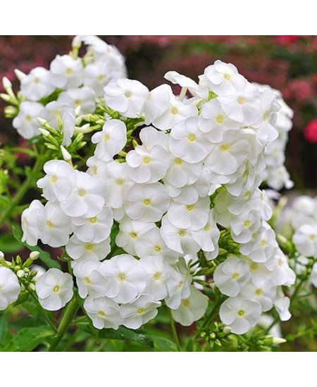 Флокс метельчатый Вайт Флокс метельчатый Вайт