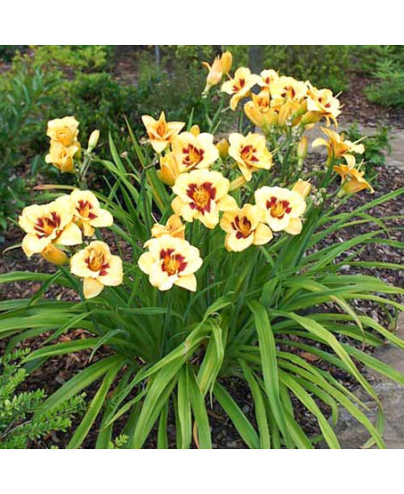 Лилейник Блэкберри Кэнди Лилейник Блэкберри Кэнди