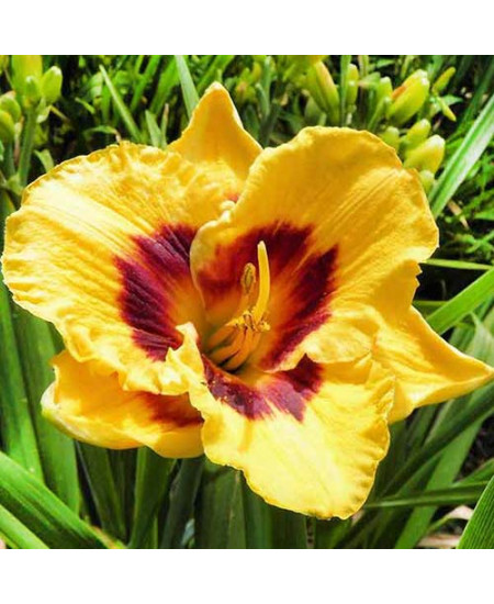 Лилейник Блэкберри Кэнди Лилейник Блэкберри Кэнди