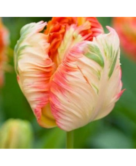 Тюльпан попугайный "Эприкот Пэррот" (Apricot Parrot) 3шт в упаковке (размер 11\12) Тюльпан попугайный "Эприкот Пэррот" (Apricot Parrot) 3шт в упаковке (размер 11\12)