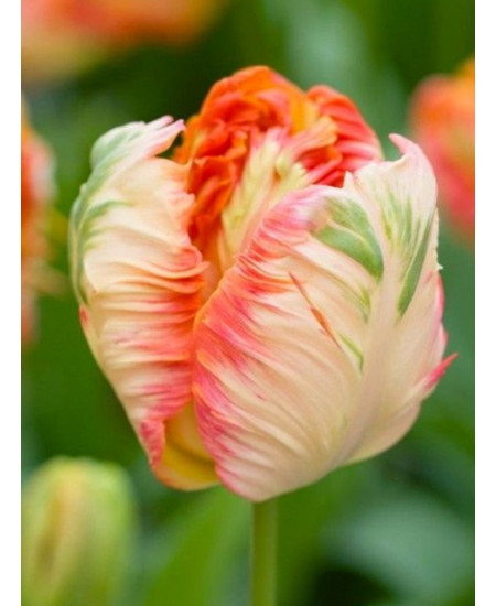 Тюльпан попугайный "Эприкот Пэррот" (Apricot Parrot) 3шт в упаковке (размер 11\12) Тюльпан попугайный "Эприкот Пэррот" (Apricot Parrot) 3шт в упаковке (размер 11\12)