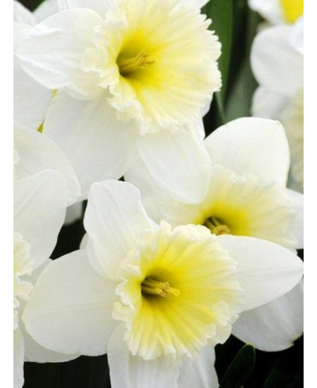 Нарцисс крупнокорончатые "Айс Фоллис" (Ice Follies) 3шт в упаковке (размер 12\14) Нарцисс крупнокорончатые "Айс Фоллис" (Ice Follies) 3шт в упаковке (размер 12\14)