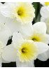 Нарцисс крупнокорончатые "Айс Фоллис" (Ice Follies) 3шт в упаковке (размер 12\14) Нарцисс крупнокорончатые "Айс Фоллис" (Ice Follies) 3шт в упаковке (размер 12\14)