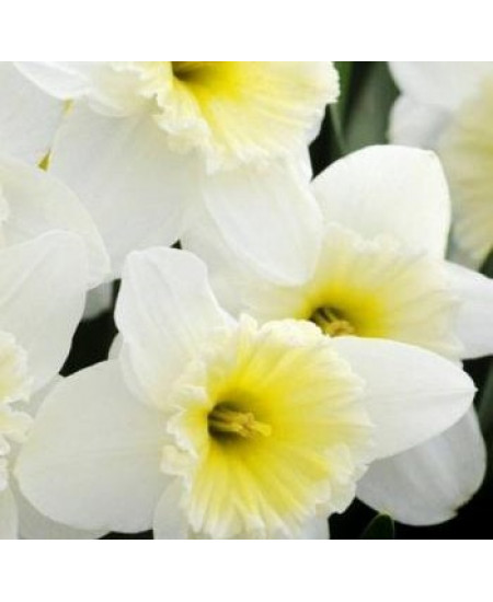 Нарцисс крупнокорончатые "Айс Фоллис" (Ice Follies) 3шт в упаковке (размер 12\14) Нарцисс крупнокорончатые "Айс Фоллис" (Ice Follies) 3шт в упаковке (размер 12\14)