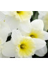 Нарцисс крупнокорончатые "Айс Фоллис" (Ice Follies) 3шт в упаковке (размер 12\14) Нарцисс крупнокорончатые "Айс Фоллис" (Ice Follies) 3шт в упаковке (размер 12\14)