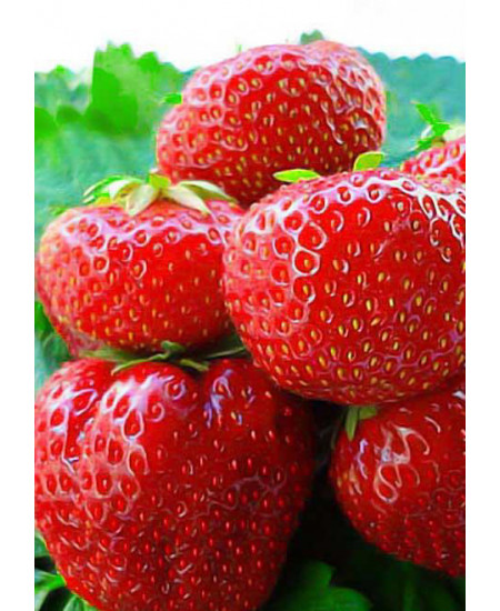 Клубника Дарселект (Упаковка 5шт) Клубника Дарселект (Упаковка 5шт)