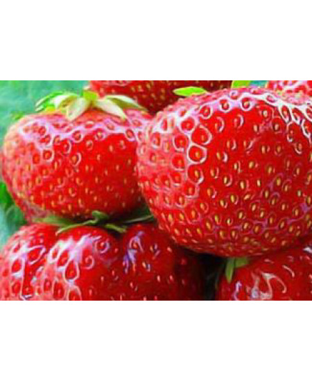 Клубника Дарселект (Упаковка 5шт) Клубника Дарселект (Упаковка 5шт)