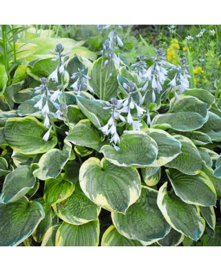 Хоста Кристмас Три Хоста Кристмас Три