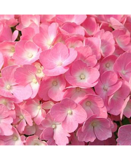 ГОРТЕНЗИЯ КРУПНОЛИСТНАЯ ГАМБУРГ ГОРТЕНЗИЯ КРУПНОЛИСТНАЯ ГАМБУРГ