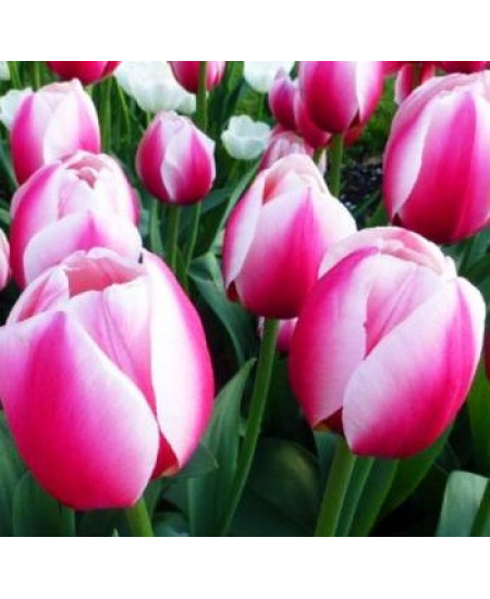 Тюльпан дарвинов гибрид "Рашен Принцесc" (Russian Princess) 3шт в упаковке (размер 12\+) Тюльпан дарвинов гибрид "Рашен Принцесc" (Russian Princess) 3шт в упаковке (размер 12\+)