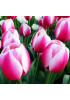 Тюльпан дарвинов гибрид "Рашен Принцесc" (Russian Princess) 3шт в упаковке (размер 12\+) Тюльпан дарвинов гибрид "Рашен Принцесc" (Russian Princess) 3шт в упаковке (размер 12\+)