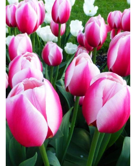 Тюльпан дарвинов гибрид "Рашен Принцесc" (Russian Princess) 3шт в упаковке (размер 12\+) Тюльпан дарвинов гибрид "Рашен Принцесc" (Russian Princess) 3шт в упаковке (размер 12\+)