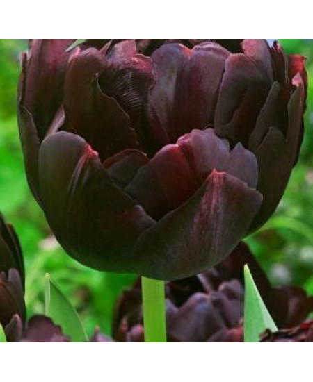 Тюльпан махровый поздний "Блэк Хироу" (Black Hero) 3шт в упаковке (размер 12\+) Тюльпан махровый поздний "Блэк Хироу" (Black Hero) 3шт в упаковке (размер 12\+)