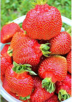 Клубника Машенька (Упаковка 5шт)